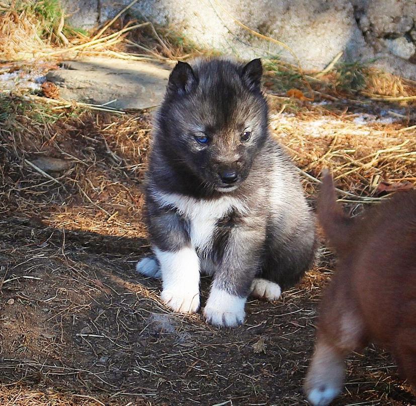 Gite Ranch Le Serpolet Les Angles  Dış mekan fotoğraf