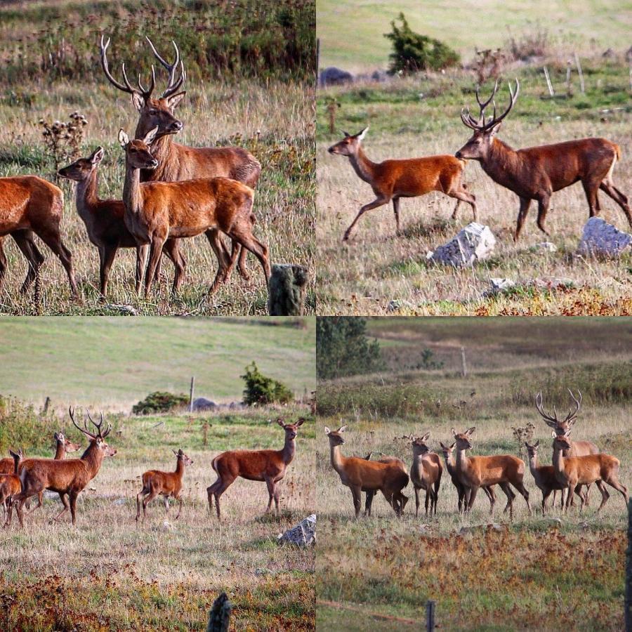 Gite Ranch Le Serpolet Les Angles  Dış mekan fotoğraf