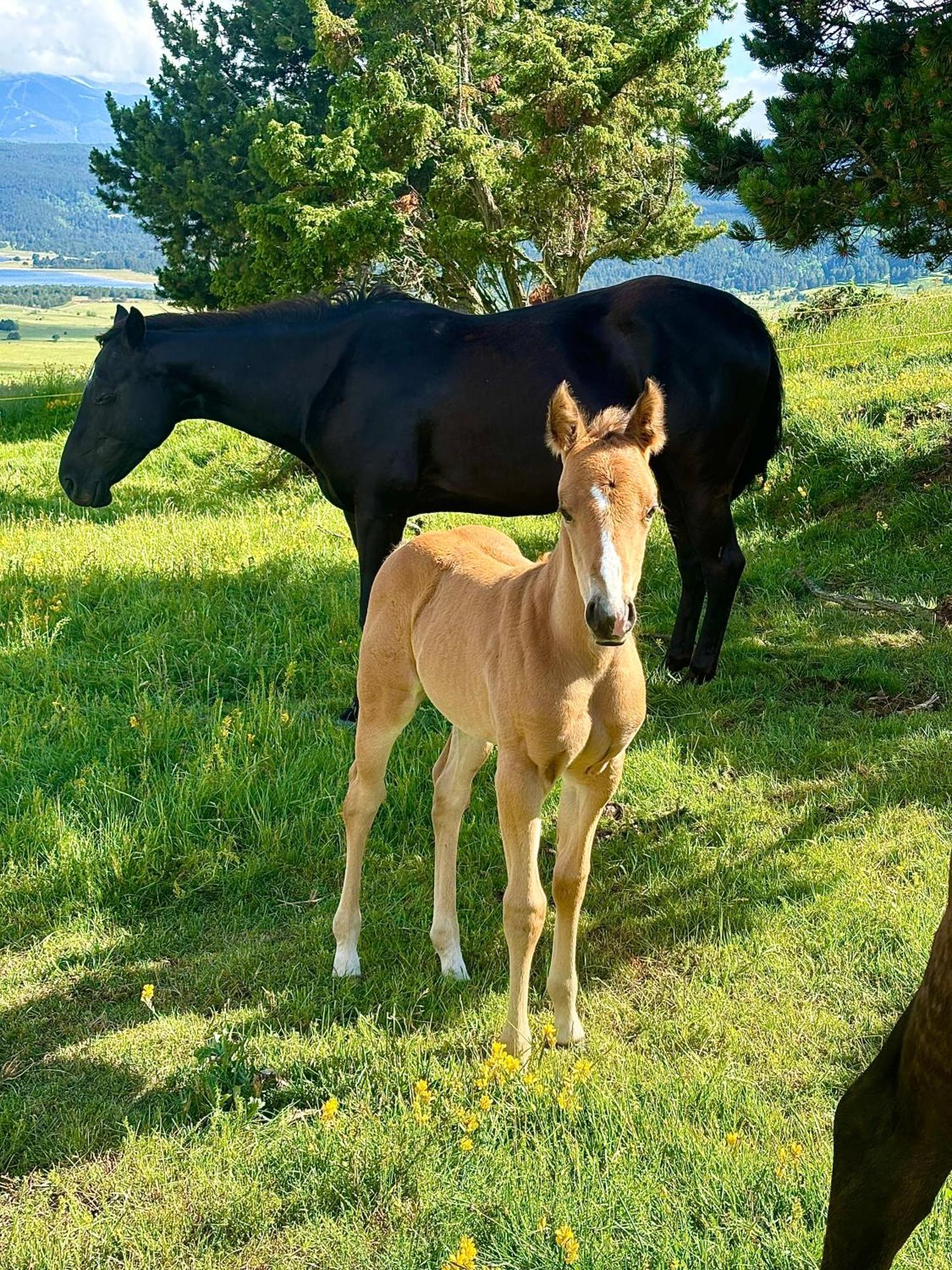 Gite Ranch Le Serpolet Les Angles  Dış mekan fotoğraf
